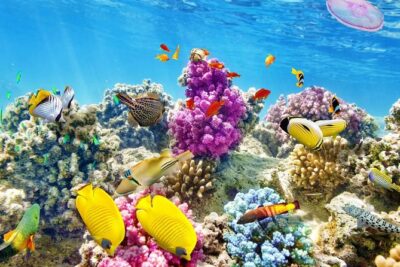 24 Hours Private Boat Snorkeling sea trip and Fishing With equipment - Hurghada - Giftun Island area: the reef scenery and protected waters angle