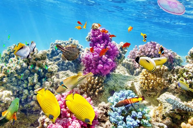 24 Hours Private Boat Snorkeling sea trip and Fishing With equipment - Hurghada - Giftun Island area: the reef scenery and protected waters angle
