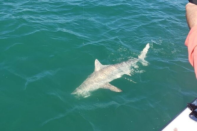 4-hour Fishing Adventure at Belleair Causeway - Spot Selection and Line-Down Moments: When the Captain Gets You Catching