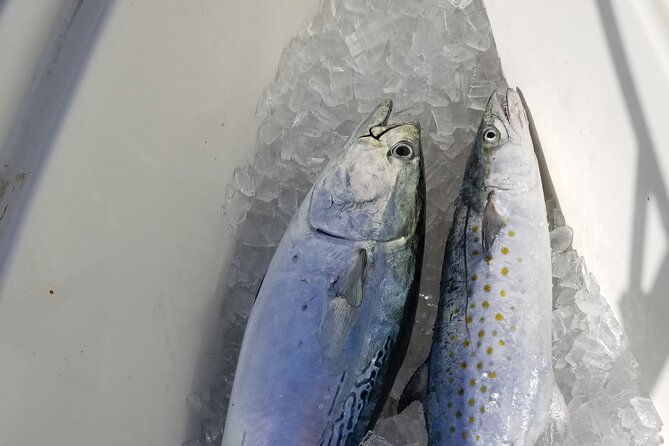 4-hour Fishing Adventure at Belleair Causeway - “Nonstop” Fishing Requires Being Prepared: Bait, Tackle, and Quick Fixes