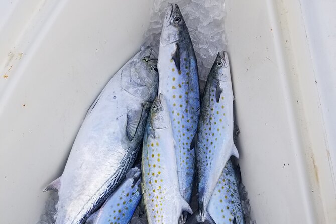 4-hour Fishing Adventure at Belleair Causeway - Boat Comfort and Keeping the Group Moving