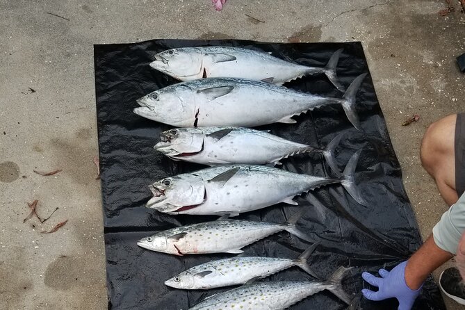 4-hour Fishing Adventure at Belleair Causeway - The First Hour Feels Like an Advantage: Tackle, Bait, and Fast Setups
