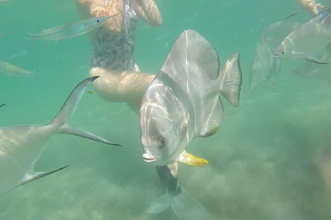 4H Snorkeling and Fishing Cruise on Magnetic Island - Radical Bay: The Fast Switch From Harbor to Ocean Mode