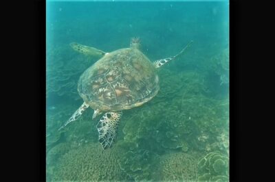 4H Snorkeling and Fishing Cruise on Magnetic Island - Boarding at 8:45am: Small-Group Energy and a Simple Start