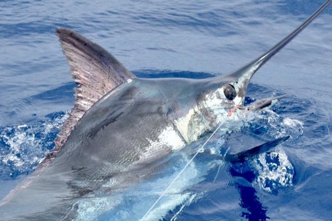 6 Hour Fishing Charter - Telling them what you want: marlin, tuna, aku, and family goals