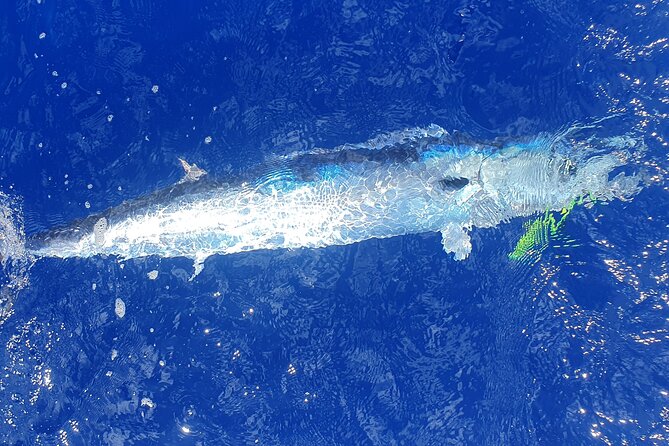 A Day of Big Game Fishing in a small group - Leaving the Lagoon: Turquoise Water, Bird Schools, and the Hunt Outside