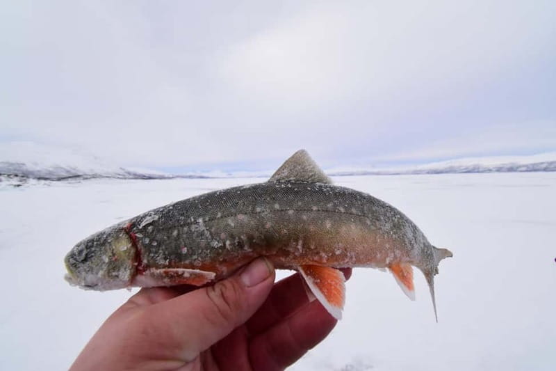 Abisko: Ice Fishing Experience - Should you book this Abisko ice fishing trip?