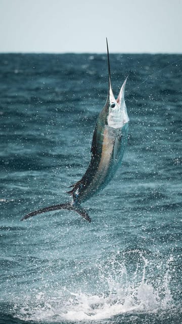 Alanya: Fishing Tour with Equipment and Lunch - Lunch on the Water: Eating the Catch (When the Day Works)