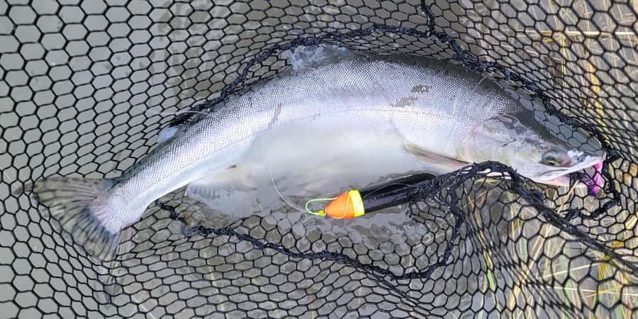 Anchorage: Full-day guided salmon fishing with Hotel Pickup - The Coaching Part Matters: Casting Lessons While You Fish