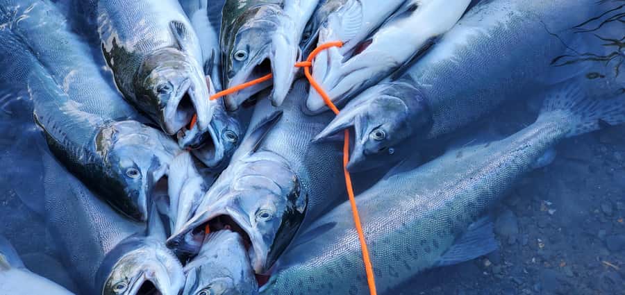 Anchorage: Full-day guided salmon fishing with Hotel Pickup - Salmon Species: What You’ll Target Changes with Location and Season