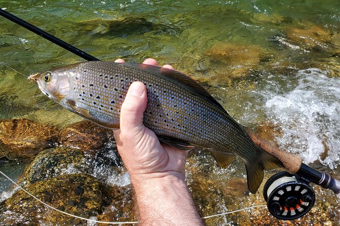 Anchorage Guided Fly-fishing with transportation - Catch and Release Here: Fun With a Conservation Mindset