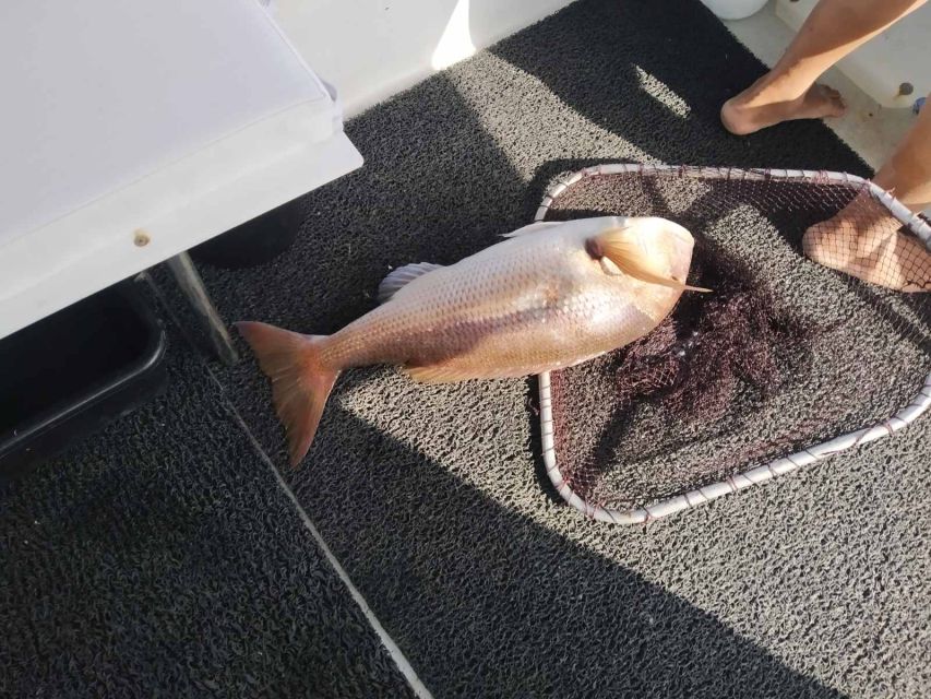 Athens: Fishing Trip Experience on a Boat with Seafood Meal - Who this trip suits best (and who should consider another option)