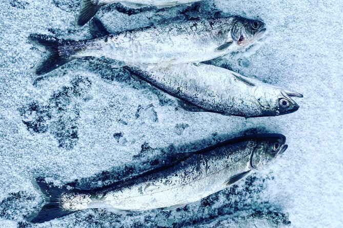 "Aurora Ice" - Ice Fishing & Salmon Dinner Tour - The heated ice cabin: your warm base for fishing and Aurora