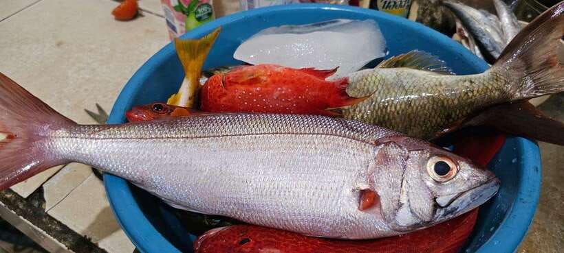 Bali: Private Fishing Trip with Lunch - Price and value: what $70 really covers