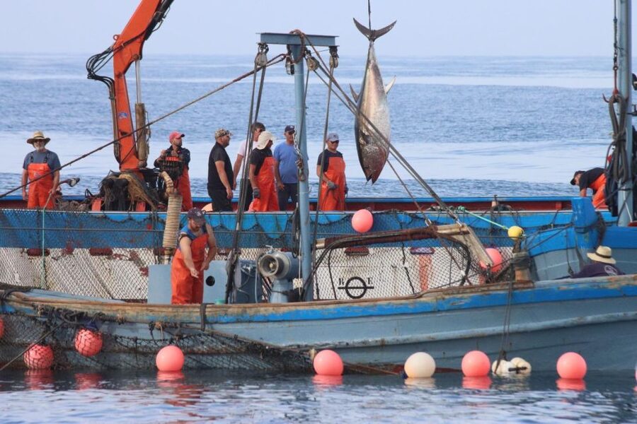 Barbate: Boat Tour to the Almadraba of Conil (Tuna Fishing) - The levantá moment: tides, sacada, divers, and the codend lift