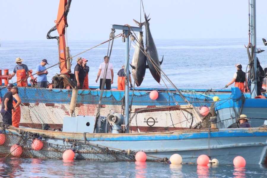 Barbate: Boat Tour to the Almadraba of Conil (Tuna Fishing) - Heading back to port: seeing unloading without the mess