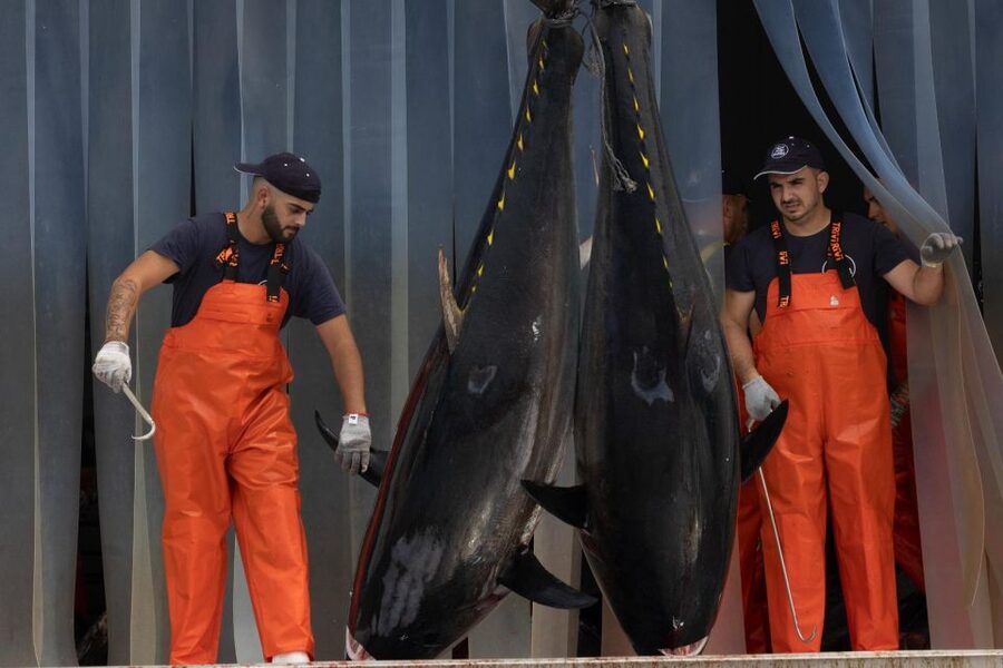 Barbate: Boat Tour to the Almadraba of Conil (Tuna Fishing) - Price and value: is $225 worth it?