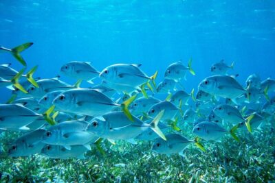 Barrier Reef Snorkel & Fishing Combo - Key highlights I think you’ll care about