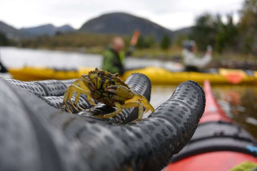 Bergen: Guided Fishing Tour with Outdoor Cooking - Who should book this fishing and cooking tour