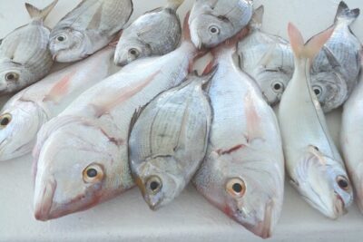 Bottom Fishing Activity from Quarteira - The Fishing Lesson and Gear: Your Lines, Their Rules