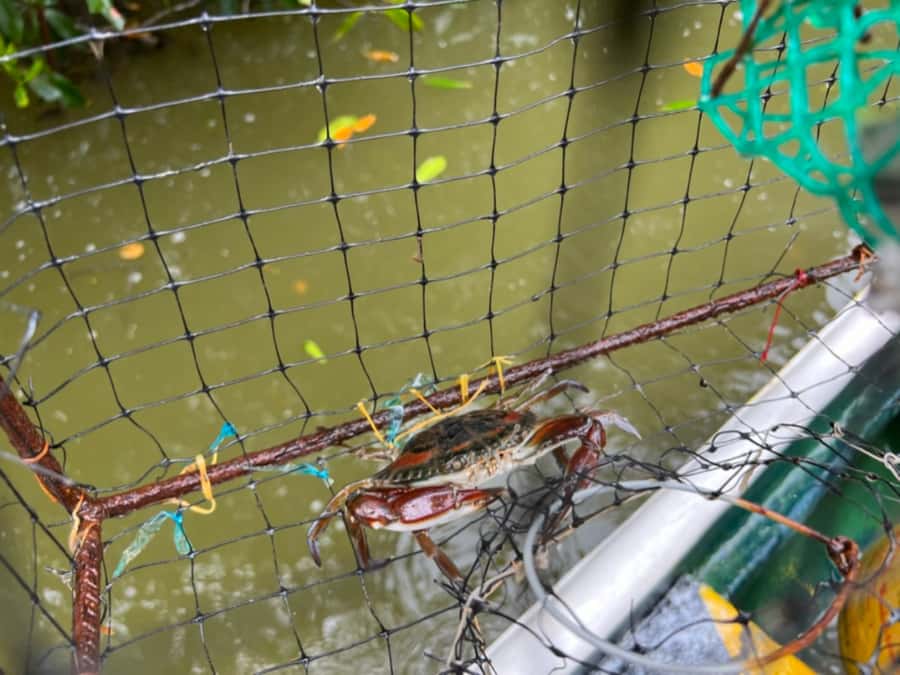 Cartagena Fishing, Crabbing, Birdwatching Experience + Lunch - Canoe Into the Mangrove Tunnels: Relaxed, But Not Too Slow