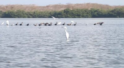 Cartagena Fishing, Crabbing, Birdwatching Experience + Lunch - The 4-Hour Flow: How the Time Gets Used