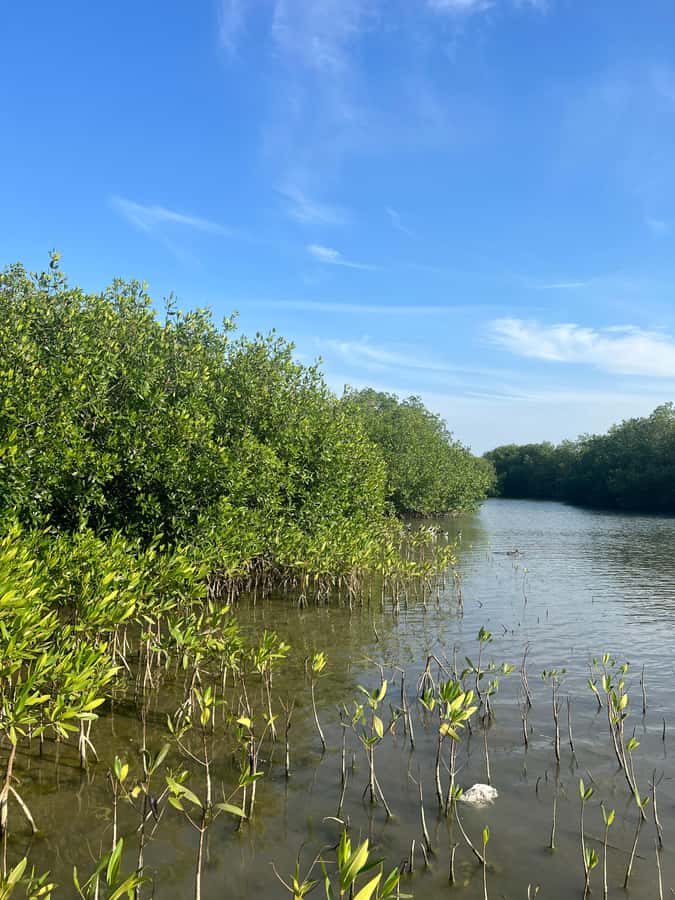 Cartagena: Mangrove Eco Tour & Fishing with Transportation - Fishing with nets: hands-on, but with a sustainability mindset