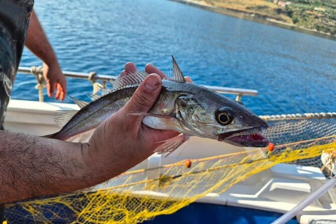 Chania Fishing with Nets Catch and Cook with a Local Fisherman - Key highlights you’ll care about