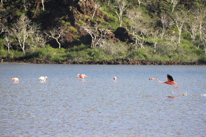 Day Tour to Floreana Island with Snorkeling and Fishing - Stop 2 at Cormorant Point: Green Beach, Flamingos, and a Short Trail