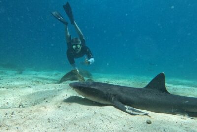 Day Tour to Santa Fe Island and Hidden Beach with snorkeling and fishing - Wildlife you can actually plan around: turtles, rays, and sharks