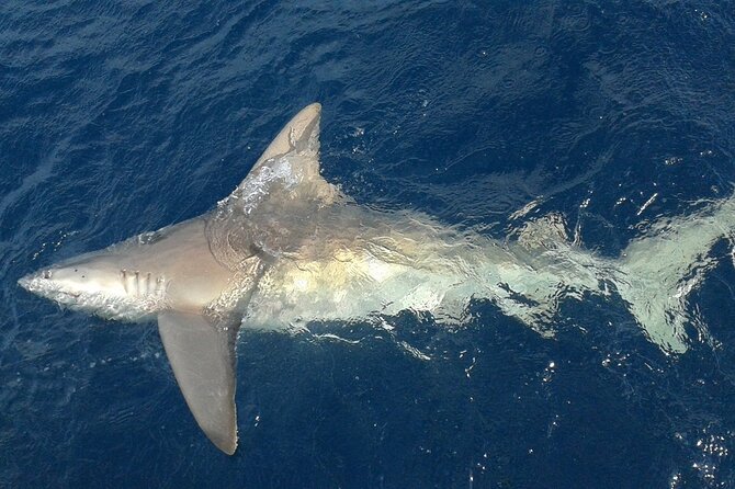 Deep sea fishing charters in Fort Lauderdale aboard 52' Hatteras - How the 4-Hour Trip Feels From Dock to Offshore