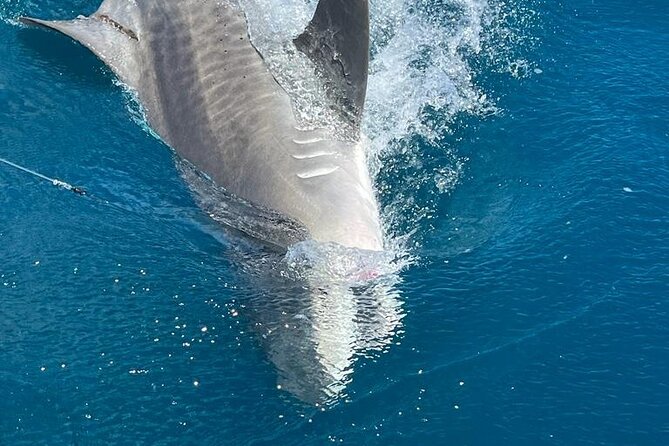 Deep sea fishing charters in Fort Lauderdale aboard 52' Hatteras - Price and Value: Is $995 Worth It for a 4-Hour Group Trip?