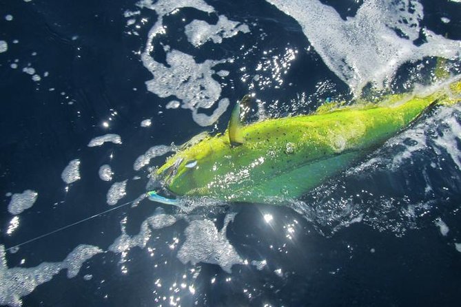 Deep Sea Fishing for 5 Hours from Cabo San Lucas - Marlin hopes, realistic outcomes: what you might catch