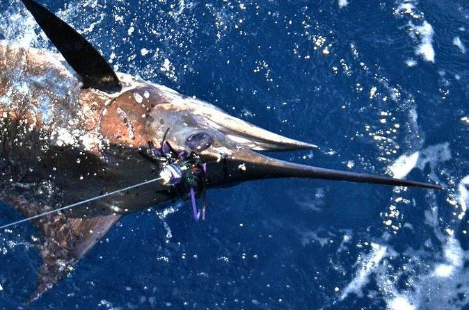 Deep Sea Fishing Private Boat Charter in San Juan - Comfort, Food, and Motion Sickness Reality Check