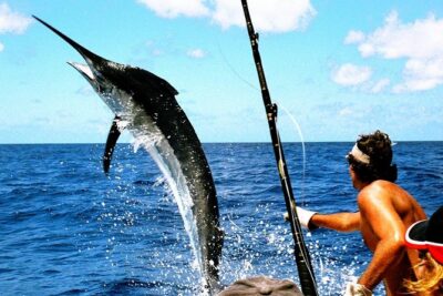 Deep Sea Fishing Tour - What the guide actually does: help you find fish, not just fish harder