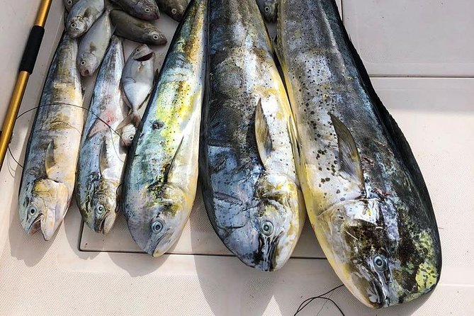 Deep Sea Fishing Tour - Hotel pickup and transport: convenient, but confirm the details