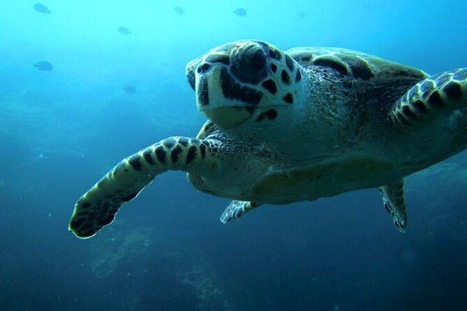 Discover Scuba Diving from a Fishing Village - A 2-Hour PADI Session: Skills, Fitting, Then Water