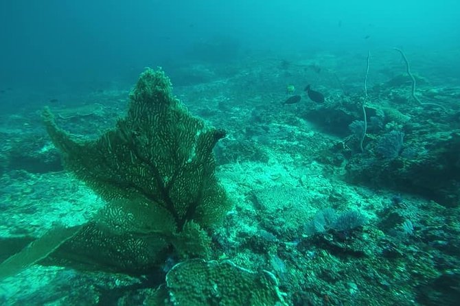 East Bali Spear Or Line Fishing Tour At Virgin Beach - Snorkel Gear and On-Water Time: When You Want a Second Angle