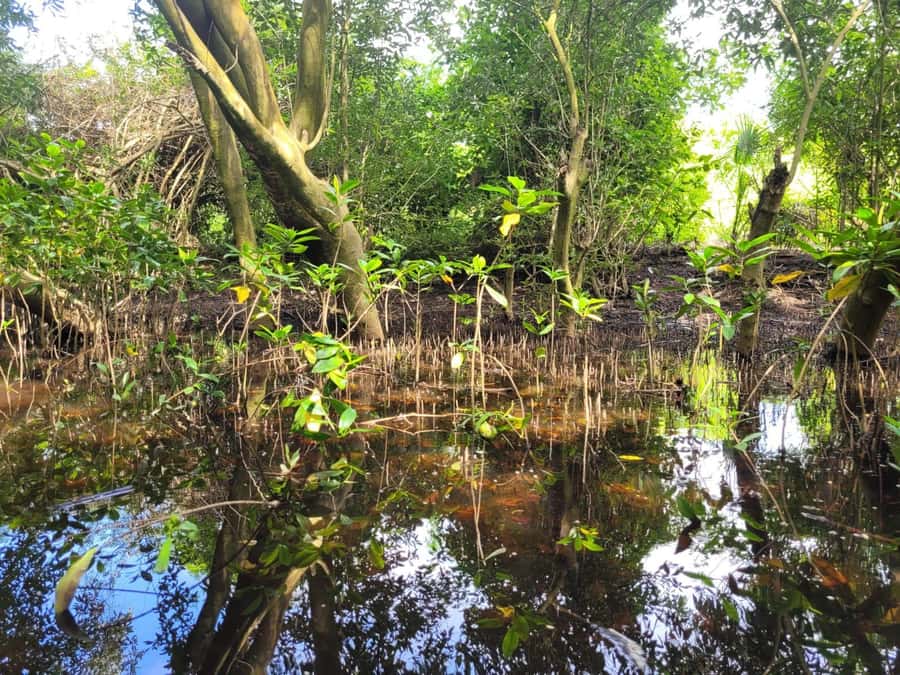 El Paredón: Mangrove Boat Tour with Optional Fishing - What to bring so you don’t spend the tour wishing you had