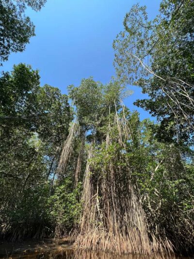 El Paredón: Mangrove Boat Tour with Optional Fishing - Timing with purpose: 8:00 AM vs 4:00 PM