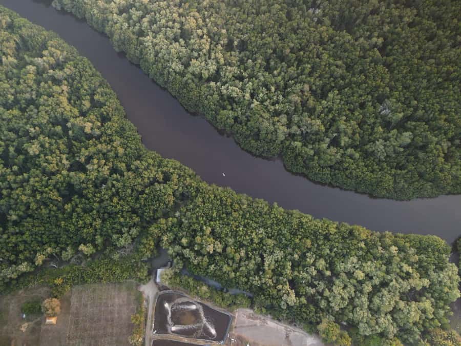 El Paredón: Mangrove Boat Tour with Optional Fishing - Plant your own mangrove: conservation you can actually touch