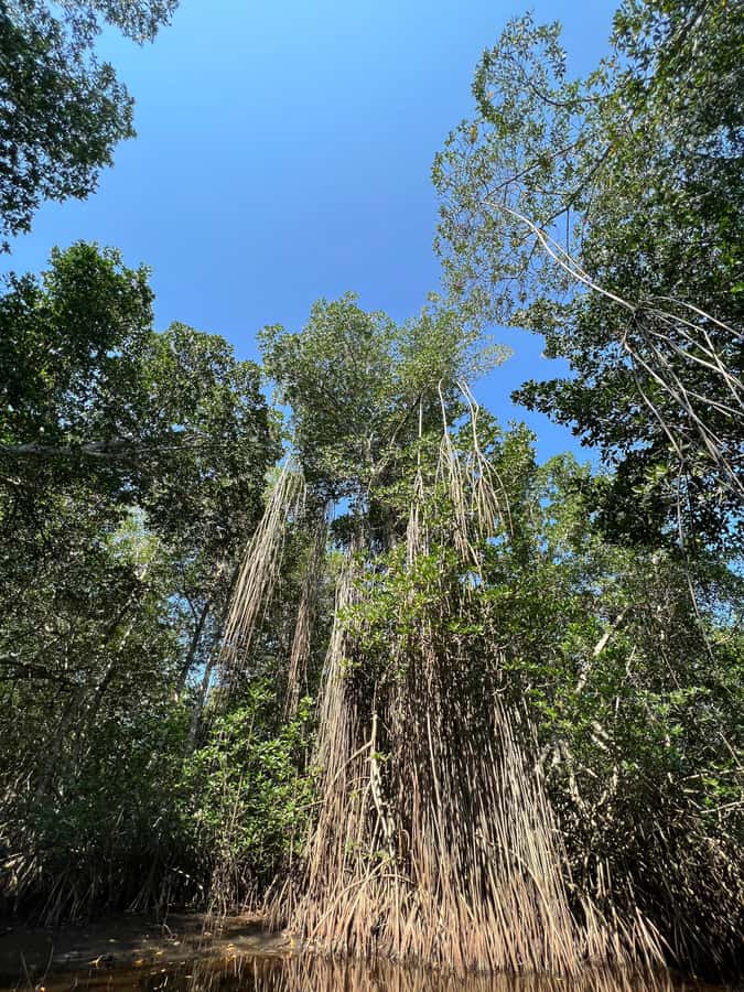 El Paredón: Mangrove Boat Tour with Optional Fishing - Timing with purpose: 8:00 AM vs 4:00 PM