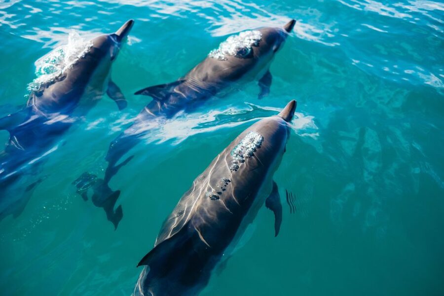 Estepona: Fishing Tour StartFisher 1060 - Price and value: is $542 for a group up to 8 reasonable?