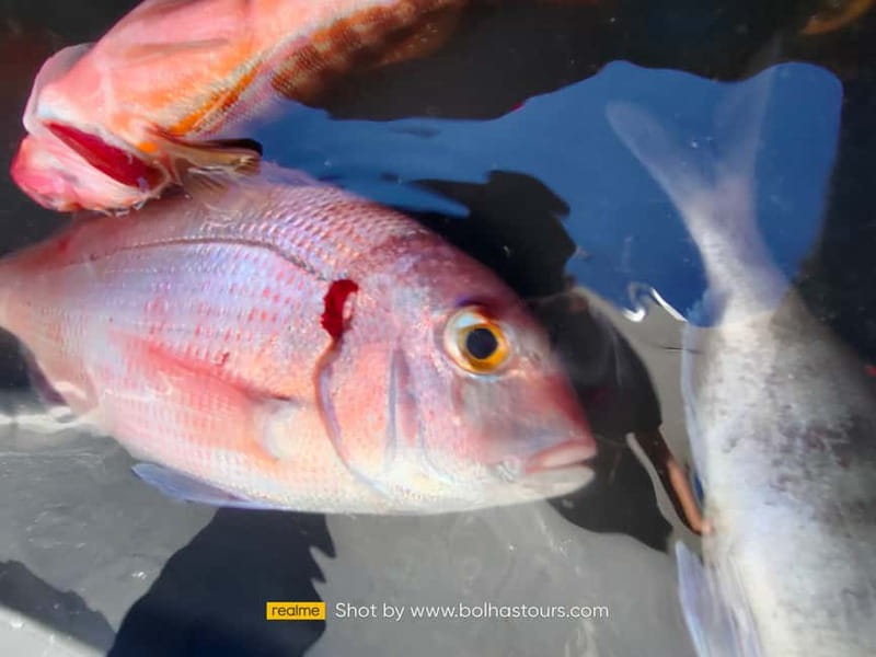 Explore Sesimbra: Private Sport Fishing All Inclusive Tour - The schedule in plain English: a short cruise, then serious fishing time