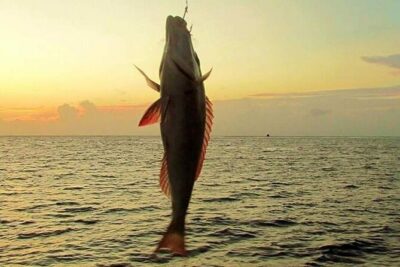 Fishing and Snorkelling by Speedboat Tour - Hurghada - Pickup From Your Hotel and the Boat Ride Setup
