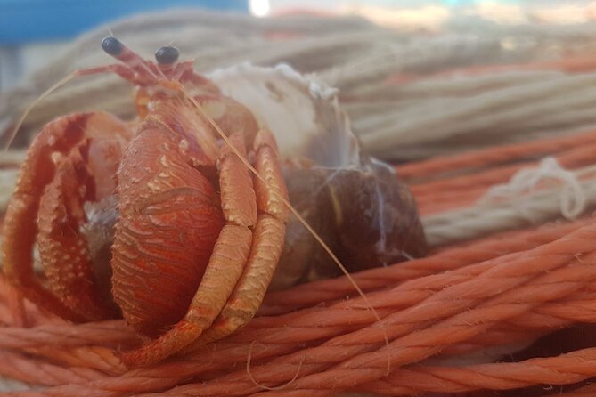 Fishing excursion in the Gulf of Noto for beginners - Gulf of Noto Fishing From Avola: What You’ll Be Doing (Really)