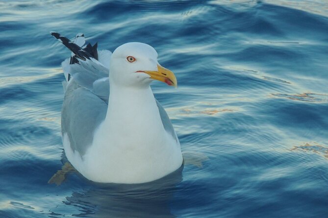 Fishing excursion in the Gulf of Noto for beginners - The Real Value of the Included Gear (and What You Still Need)