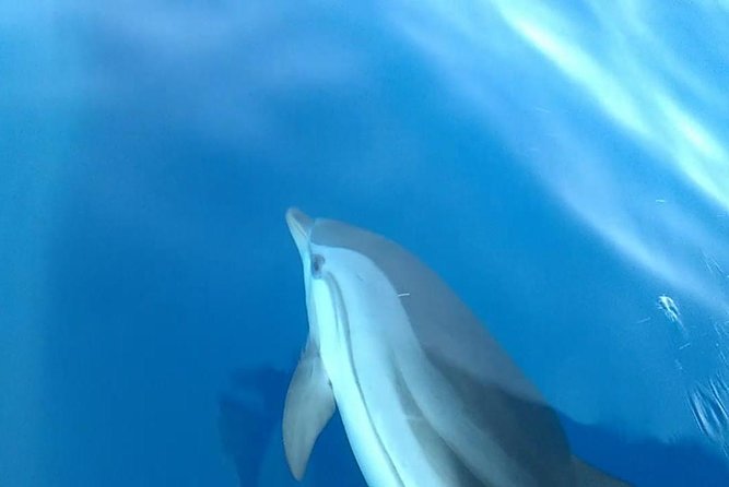 Fishing, Snorkelling & Dolphin Boat Tour - Whale and Dolphin Watching: Thrills, Timing, and the One Thing You Can Control