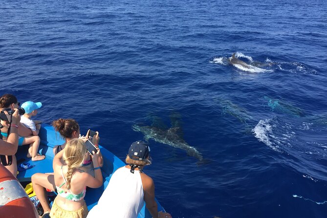 Fishing, Snorkelling & Dolphin Boat Tour - Weather and Sea Conditions: The Real Gatekeeper