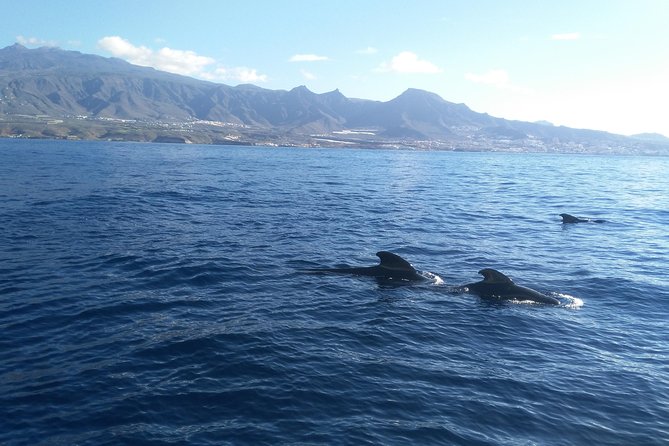 Fishing trip, Tenerife Sea Passion - Captain-led coaching and the small-group advantage